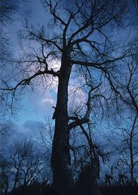 巡夜人日志歌曲