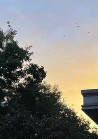 圣母的下场是什么