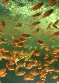 非正常性行为百科全书