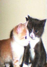 娇小姐的逆袭甜婚